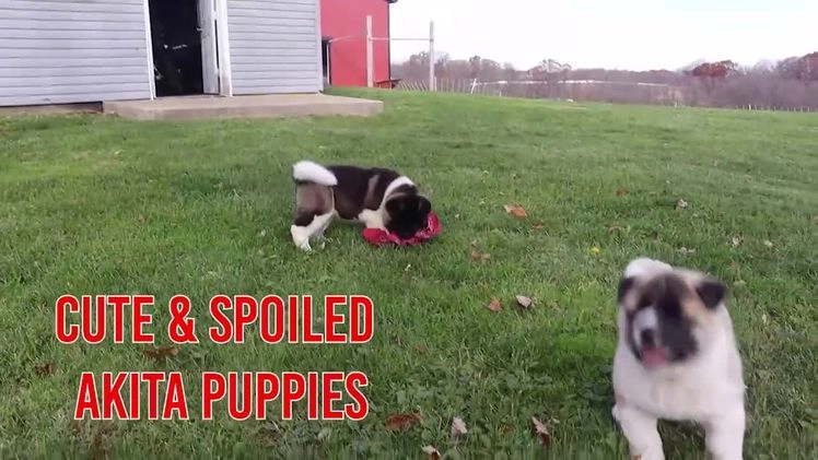 Akita dogs for sale: Trevor - Video 1