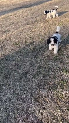Bernedoodle dogs for sale: Rocky - Video 1