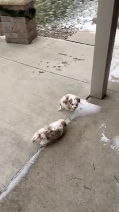 Cavapoo dogs for sale: Charlie - Video 3