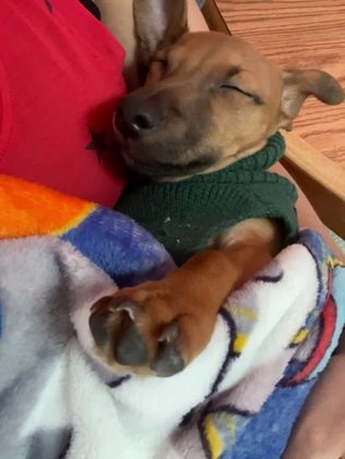 Chiweenie dogs for sale: Chiweenie Puppy 1 - Video 1