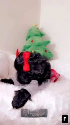 Shihpoo dogs for sale: Livvi  - Video 2