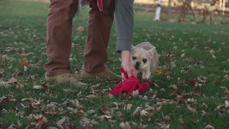 French Bulldog dogs for sale: Addie - Video 1
