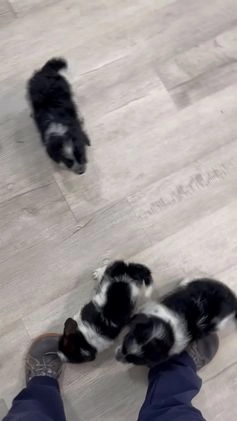 Beaglier dogs for sale: Jane - Video 1