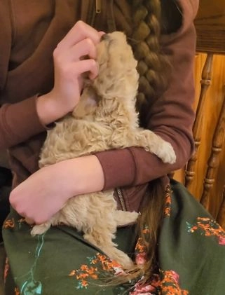 Miniature Poodle dogs for sale: Amber  - Video 1