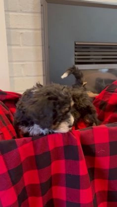 Mini Bernedoodle dogs for sale: Sophie - Video 1