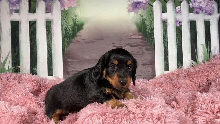 Miniature Dachshund dogs for sale: AKC-Murphy - Video 1