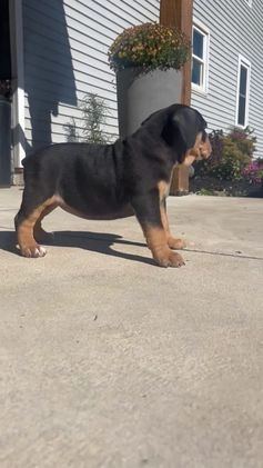 Olde English Bulldogge dogs for sale: Piper - Video 1