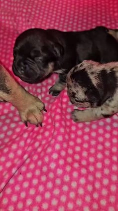 French Bulldog dogs for sale: Night  - Video 2