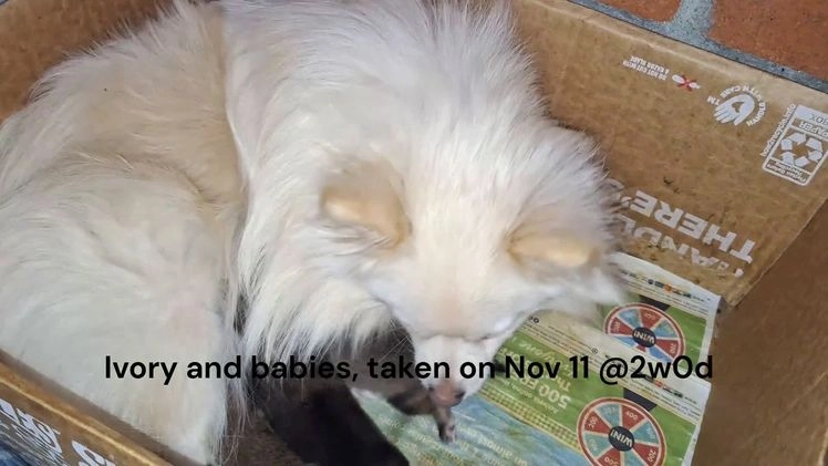 Pomeranian dogs for sale: Pomeranian Puppy 3 - Video 2