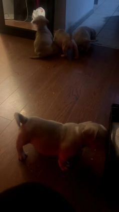 American Bully dogs for sale: American Bully Puppy 2 - Video 3