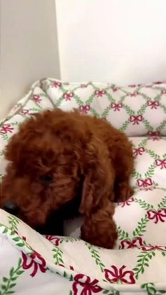 Toy Poodle dogs for sale: Cartier  - Video 3