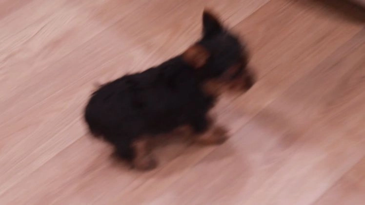 Yorkshire Terrier dogs for sale: Robot - Video 1