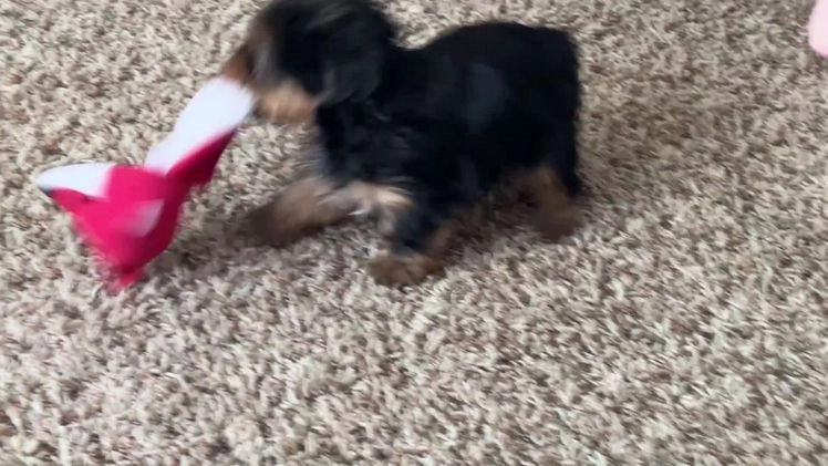 Mixed Breed dogs for sale: Lucy - Video 1