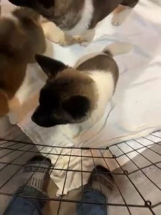 Akita dogs for sale: Akita Puppy 1 - Video 1