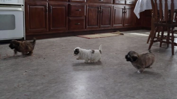 Teddy Bear dogs for sale: Ruffus - Video 1