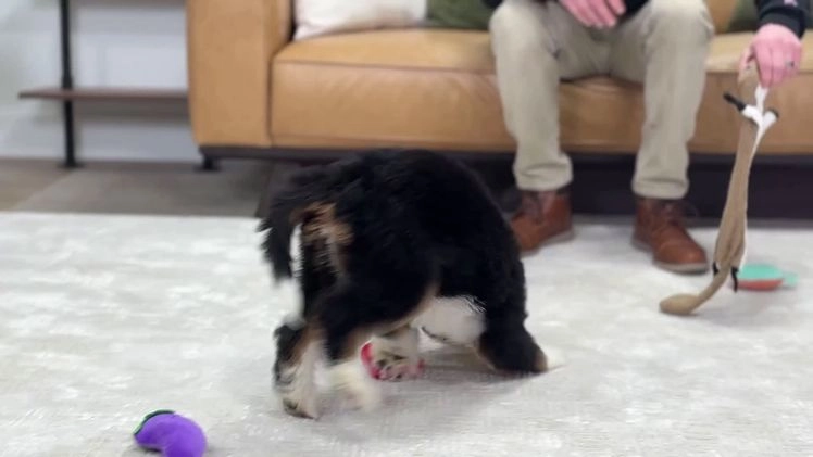 Mini Bernedoodle dogs for sale: Peanut - Video 1