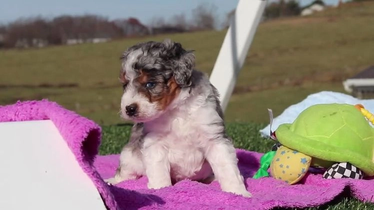 Mini Bernedoodle dogs for sale: Elmo - Video 1
