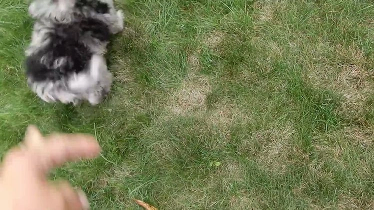 Sheepadoodle dogs for sale: Myla (medium) - Video 1