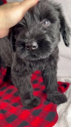 Giant Schnauzer dogs for sale: Austin - Video 1