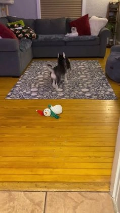 Pomsky dogs for sale: Snow White  - Video 1