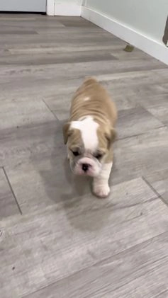 Mixed Breed dogs for sale: Casper - Video 1