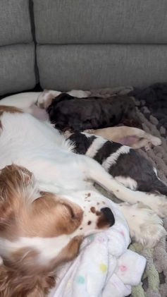 Cocker Spaniel dogs for sale: Knox - Video 4