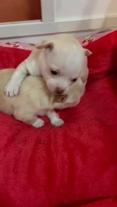 Chihuahua dogs for sale: Chihuahua Puppy 1 - Video 1