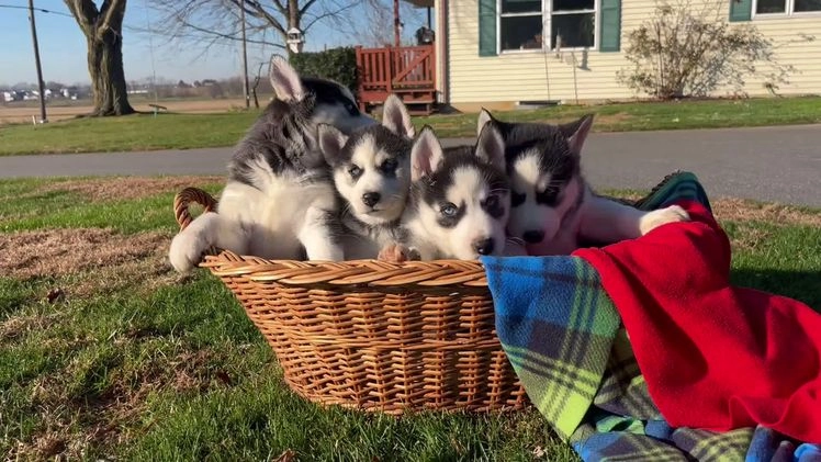 Siberian Husky dogs for sale: Luna🎄❤️ Gorgeous blue eyes call 717-925-6681 - Video 1