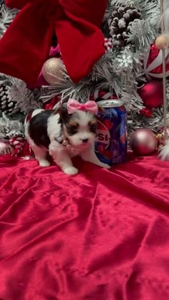 Yorkshire Terrier dogs for sale: Dot - Video 1