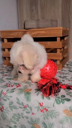 Teddy Bear dogs for sale: Mindy  - Video 1