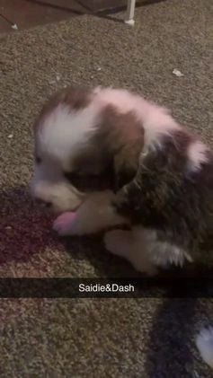 Mixed Breed dogs for sale: Sadie - Video 1