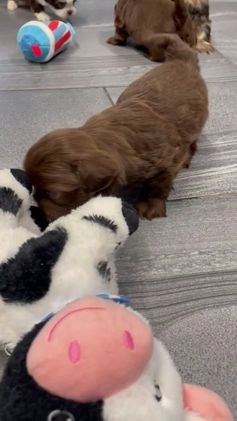 Shih Tzu dogs for sale: Sebastian  - Video 1