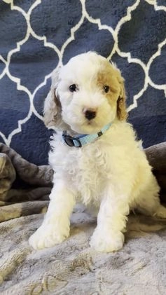 Mixed Breed dogs for sale: Cheri- AKC GENETICALLY TESTED PARENTS - Video 1