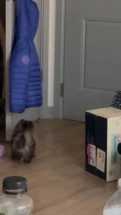 Pomeranian dogs for sale: Oreo - Video 2