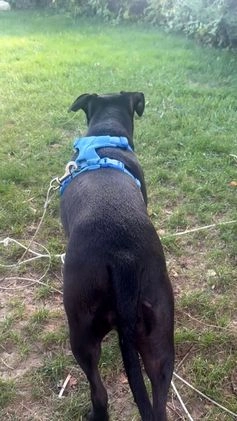 Mixed Breed dogs for sale: Mixed Breed Puppy 9 - Video 4