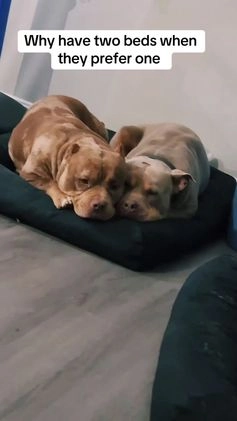 American Bully dogs for sale: Stormy - Video 4