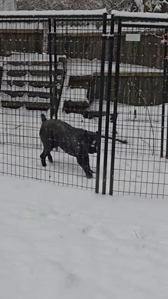 Cane Corso dogs for sale: Cane Corso Puppy 1 - Video 1