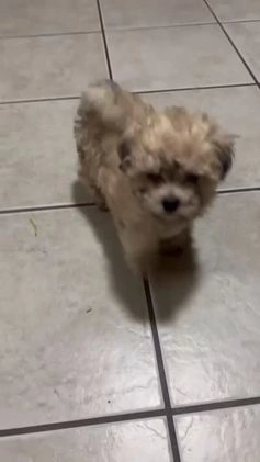 Maltipoo dogs for sale: Maya  - Video 1