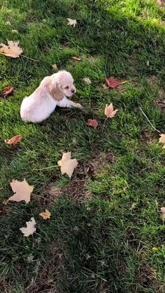 Cocker Spaniel dogs for sale: Rocco - Video 4