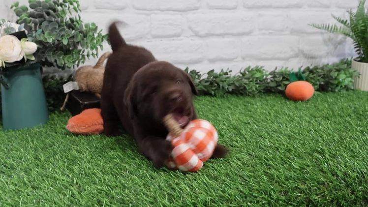 Labrador Retriever dogs for sale: Orchard - Video 2