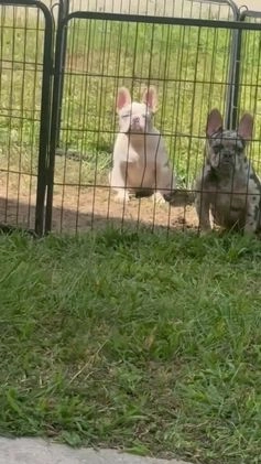 French Bulldog dogs for sale: Monroe  - Video 3