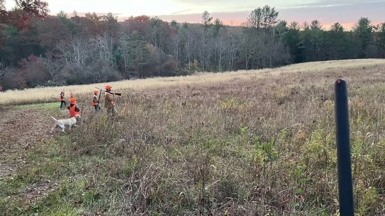Labrador Retriever dogs for sale: Labrador Retriever litter of 2 puppies - Video 1