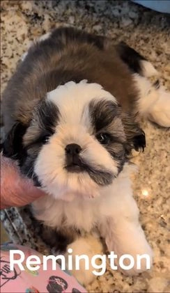 Shih Tzu dogs for sale: Shih Tzu Puppy 1 - Video 1