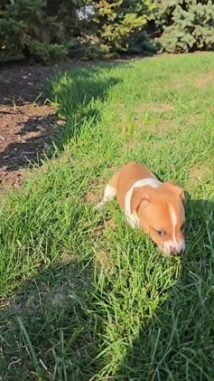 Jack Russell Terrier dogs for sale: Walter - Video 1