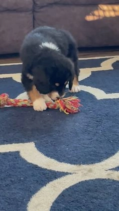 Bernedoodle dogs for sale: Scooter - Video 1