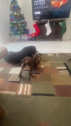 Doberman Pinscher dogs for sale: Doberman Pinscher Puppy (Joliet, IL) - Video 2