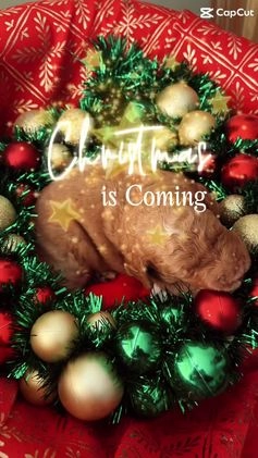 Goldendoodle dogs for sale: Faith - (smaller) Medium - Video 1