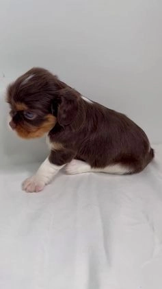 Cavalier King Charles Spaniel dogs for sale: Ava - Video 1
