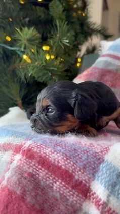 Cavapoo dogs for sale: Crimson - Video 1