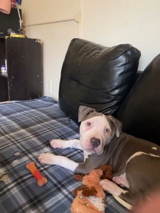 American Pit Bull Terrier dogs for sale: American Pit Bull Terrier Puppy 2 - Video 1